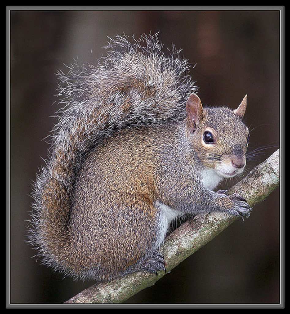 Sciurus - © Michael Drummond